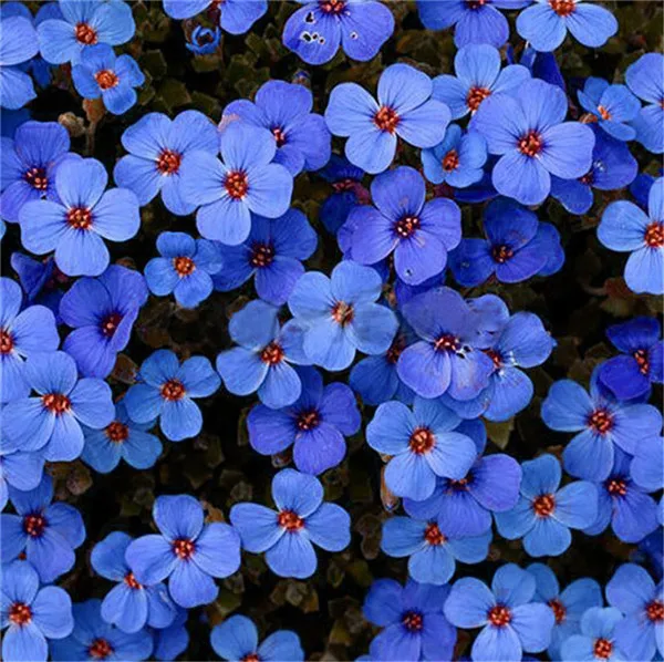 100 PCs torba pełzanie tymianek bonsai rzadki kolor skała CRESS roślina wieloletnia Ziemia okładka kwiat naturalny wzrost dla dom ogród tanie i dobre opinie Bardzo proste Wykluczone Roślina podwórku Upiększających Mini średni duży mały Jesień Konserwy roślin Wieloletnich 100 PCs torba pełzanie tymianek bonsai rzadki kolor skała CRESS roślina wieloletnia Ziemia okładka kwiat naturalny wzrost dla dom ogród tanie i dobre opinie Bardzo proste Wykluczone Roślina podwórku Upiększających Mini średni duży mały Jesień Konserwy roślin Wieloletnich