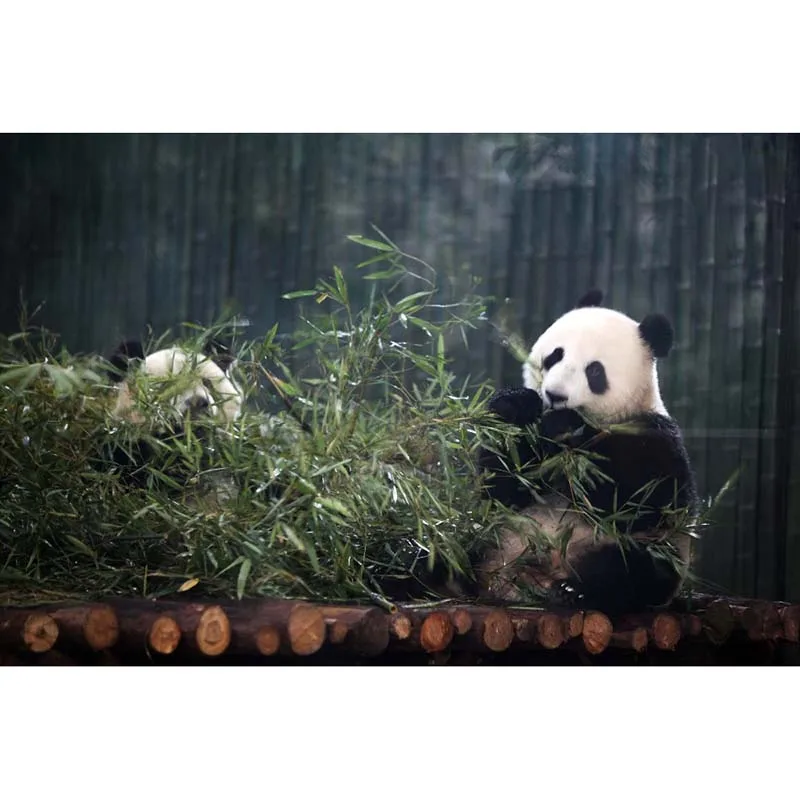 Diamond-Embroidery-pandas-animals-5D-Diamond-Painting-Full-Dill-Square-Diamond-Mosaic-Animals-Home-Decoration-Painting