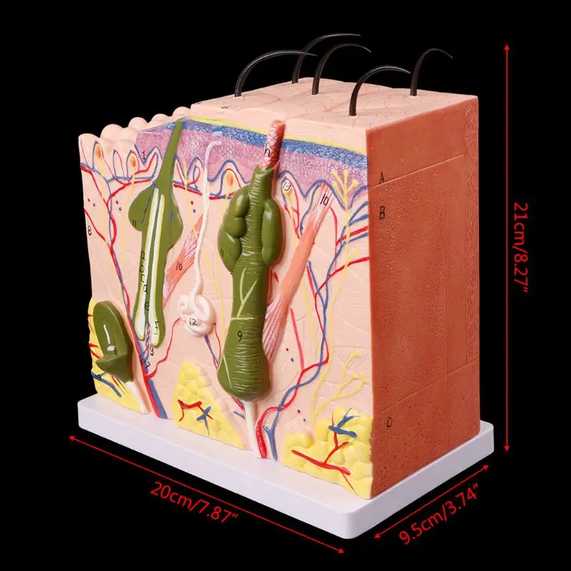 50X модель человеческой кожи блок увеличенные Пластик анатомический анатомия медицинские учебного пособия 20x9,5x21 см