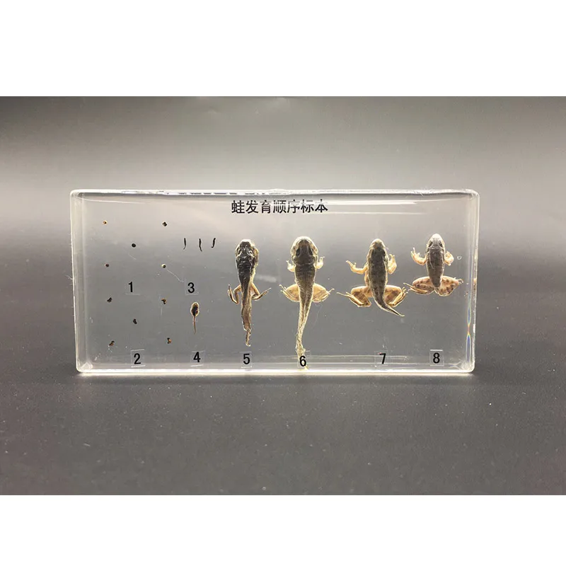 

Life Cycle Of Frog Specimens In clear Lucite Educational Instrument