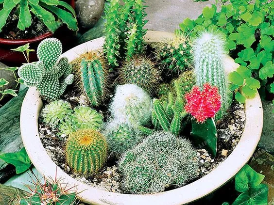 Multifarious Ornamental Plants 100 Mixed Cactus Bonsai Attractive Impressive 100%NATURAL Home & Garden Bonsai Plants Multifarious Ornamental Plants 100 Mixed Cactus Bonsai Attractive Impressive 100%NATURAL Home & Garden Bonsai Plants