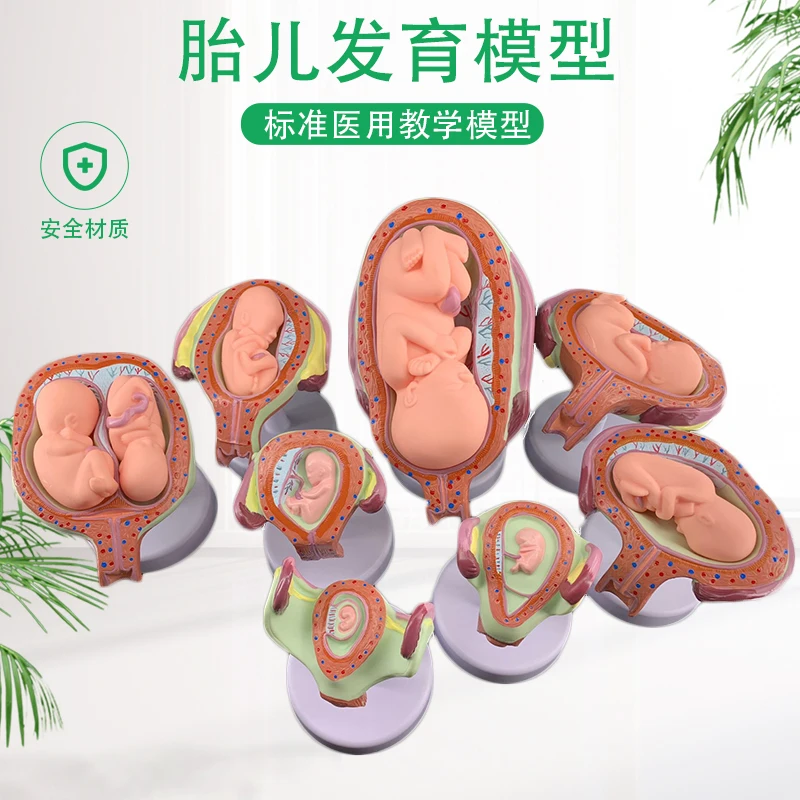 Pregnancy embryo development model fertility demonstration fetal education gynecological infant process | Канцтовары для офиса и