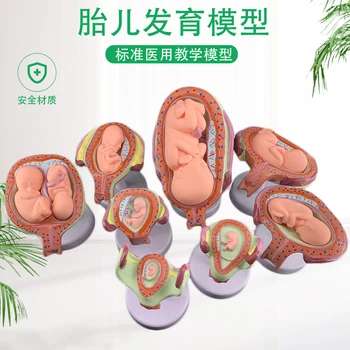 

Pregnancy embryo development model fertility demonstration fetal education gynecological model infant fetal development process