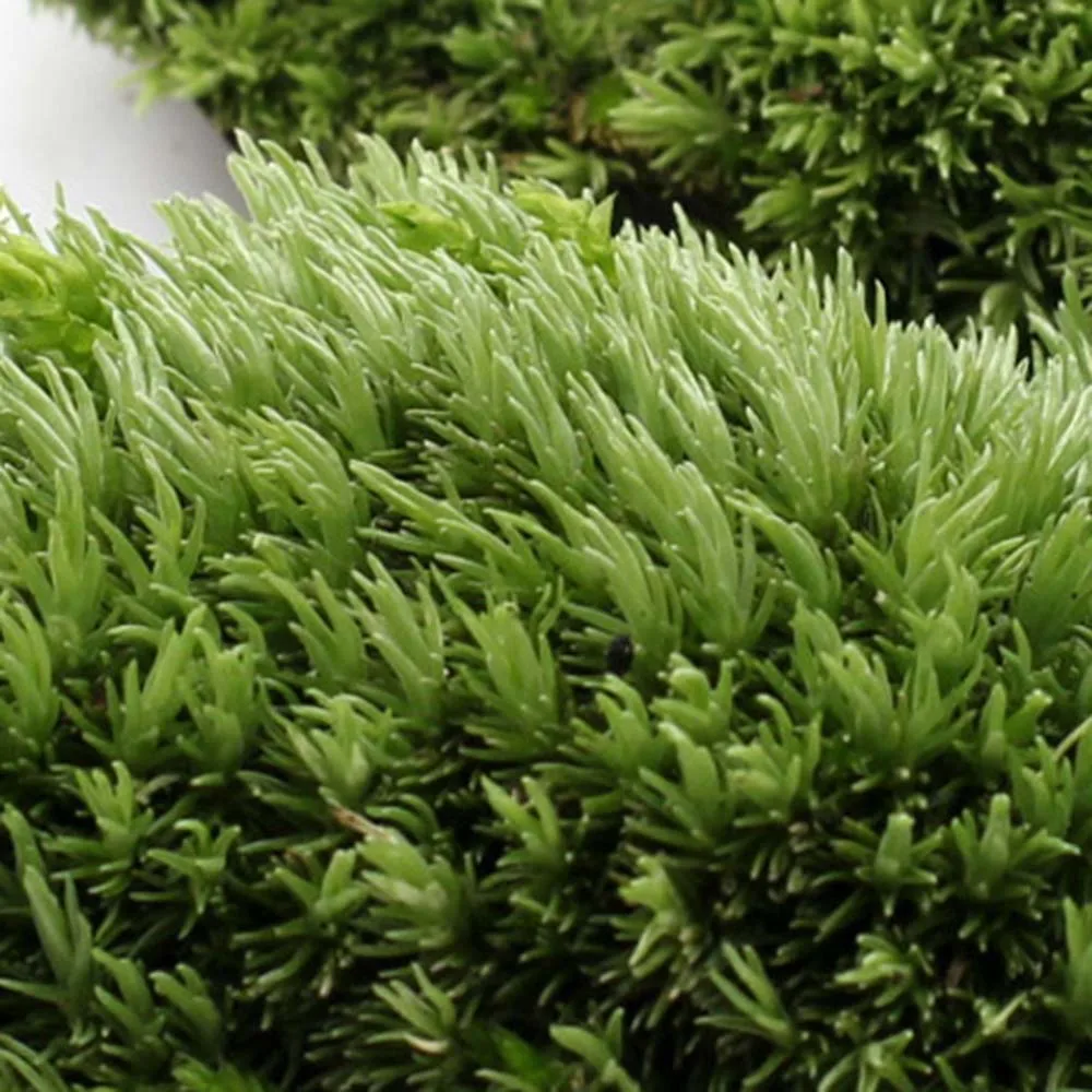 1pc Artificial Fake Moss Coral Stone Model Green Grass Plant Potted