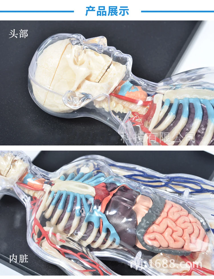 Прозрачные скелетные сосудистые 1:6 человеческого тела Анатомия Сборная модель учебные материалы