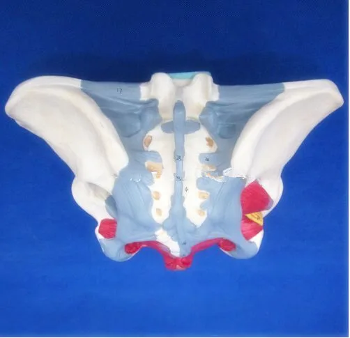 

Anatomical Female Pelvis Model,Female Pelvis model with ligaments,nerves and perineum Tool part