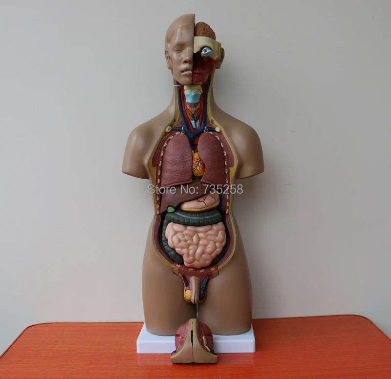 Сертификат качества 55 см модель Torso для обоих полов анатомическая багажника