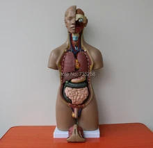 ISO Quality Certification 55cm Both Sexes 20 Torso Model,Human Torso Model,Body Anatomy Model iso eyeball with part of orbit human eye model