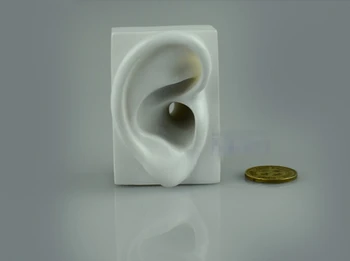 

Free Shipping!! Ear Mannequin Ear Anatomical Body Natural Ear Mannequins Modeling Human Body Model