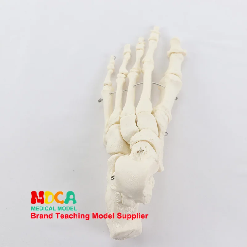 1:1 кольцо в форме скелета, модель макет голеностопа, ортопедический массаж, обучающая человеческая анатомическая модель для медиков, обучающее оборудование