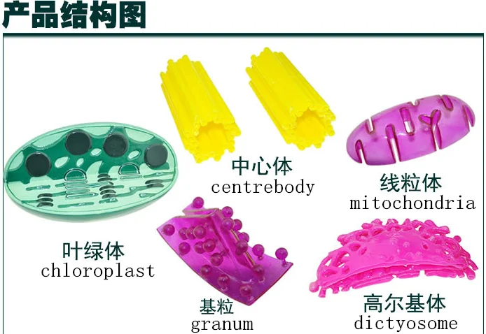 Органическая структурная модель Chloroplast Centrosome Mitochondrion Растительная клетка субмикроскопическая структура модель биологические учебные пособия