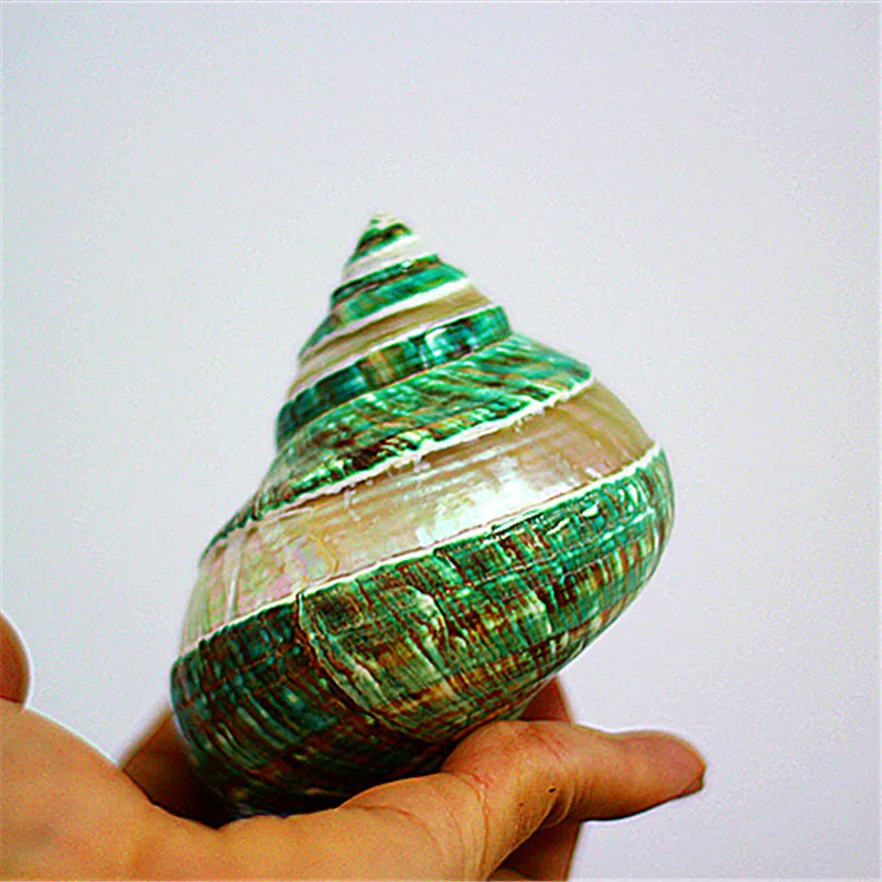 Polishing Stripe Green Turban Natural Shell & Conch Fish Tank Aquarium Landscaping Ornaments Wedding Home Decoration Great Gift1