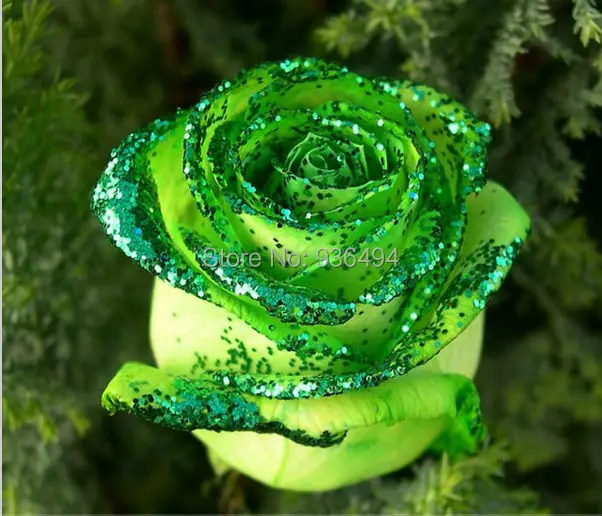 200PC dark green jade roses seeds, rare flower seeds, garden bonsai