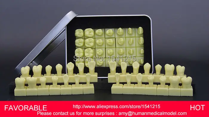 

DENTURES DENTAL TEACHING MODEL TOOTH MODEL DENTAL TEETH MODEL DENTAL TOOTH ,1.2 TIMES THE TOOTH CROWN MODEL-GASEN-DEN037