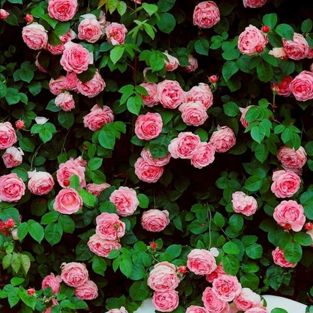 Rare Pink Climbing Rose Seeds, 100pcs/pack