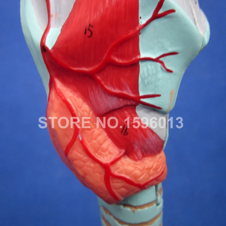 A13006 Larynx,Trachea (9)