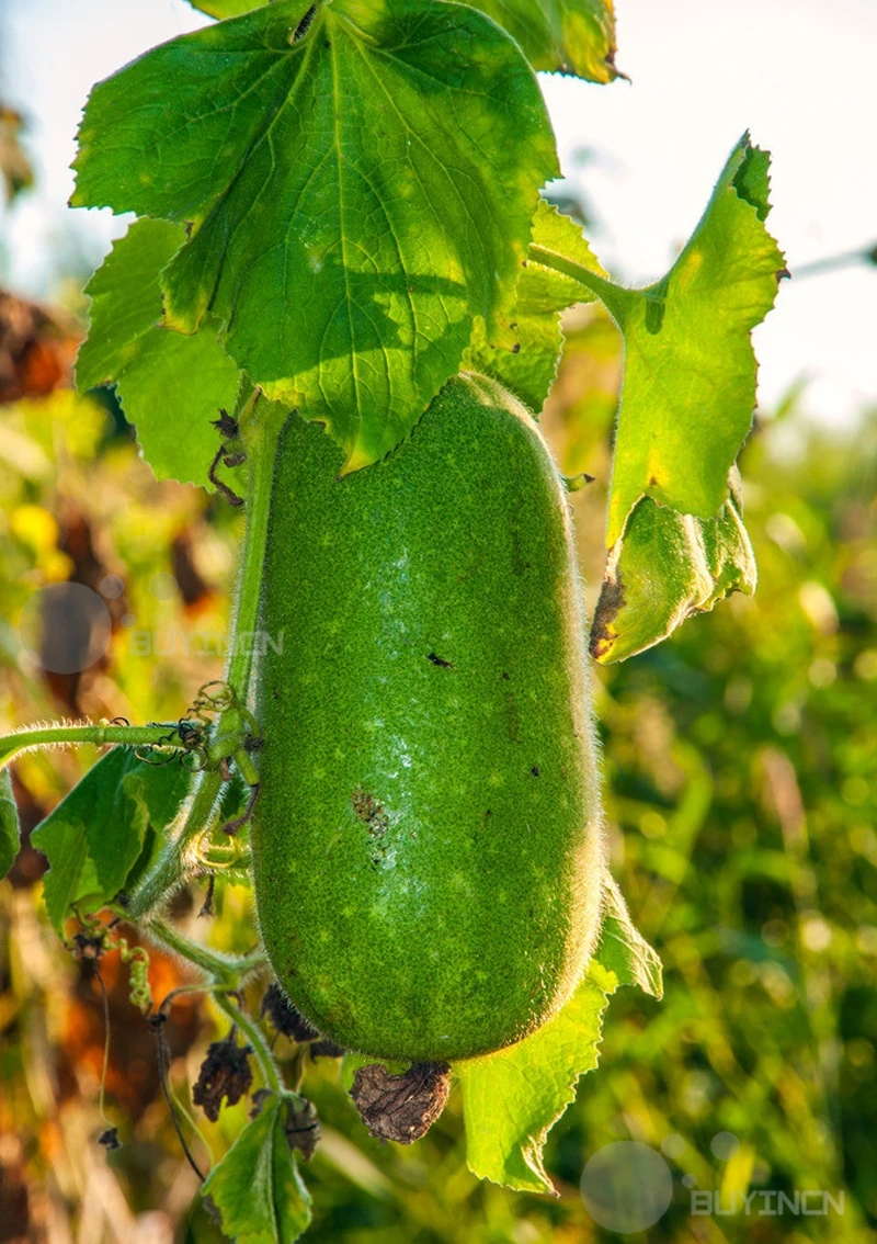 Melon fruit Vegetable seed China Wax Gourd 10 seeds fuzzy hairy gourd