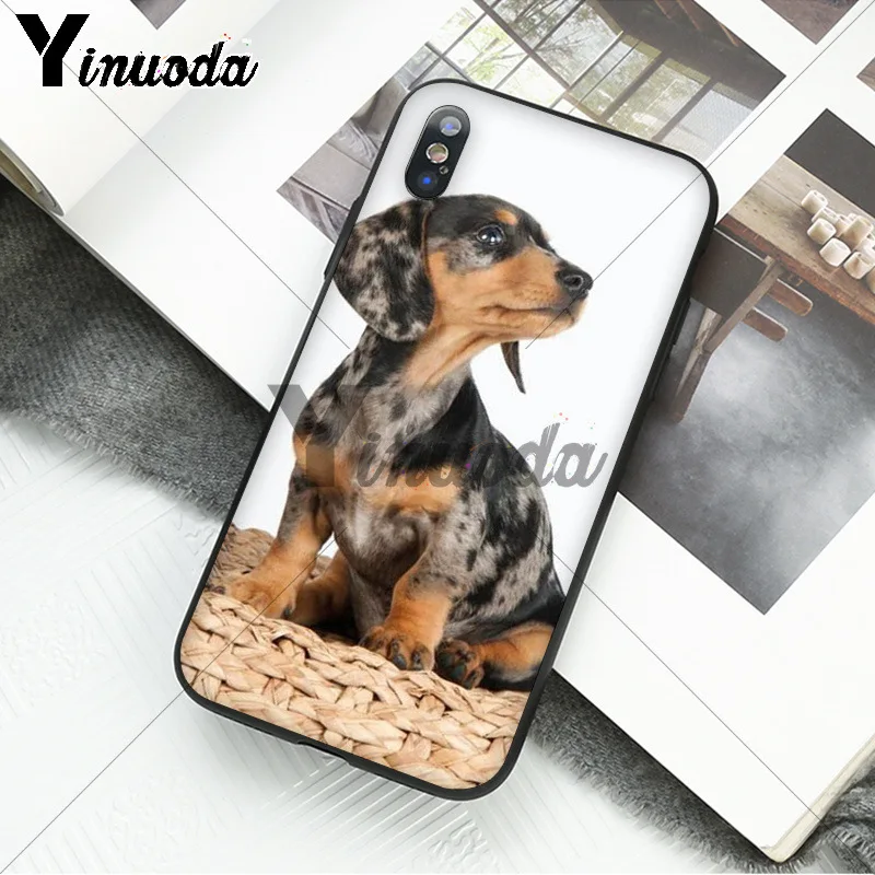 black Dachshund Doberman Dog face 