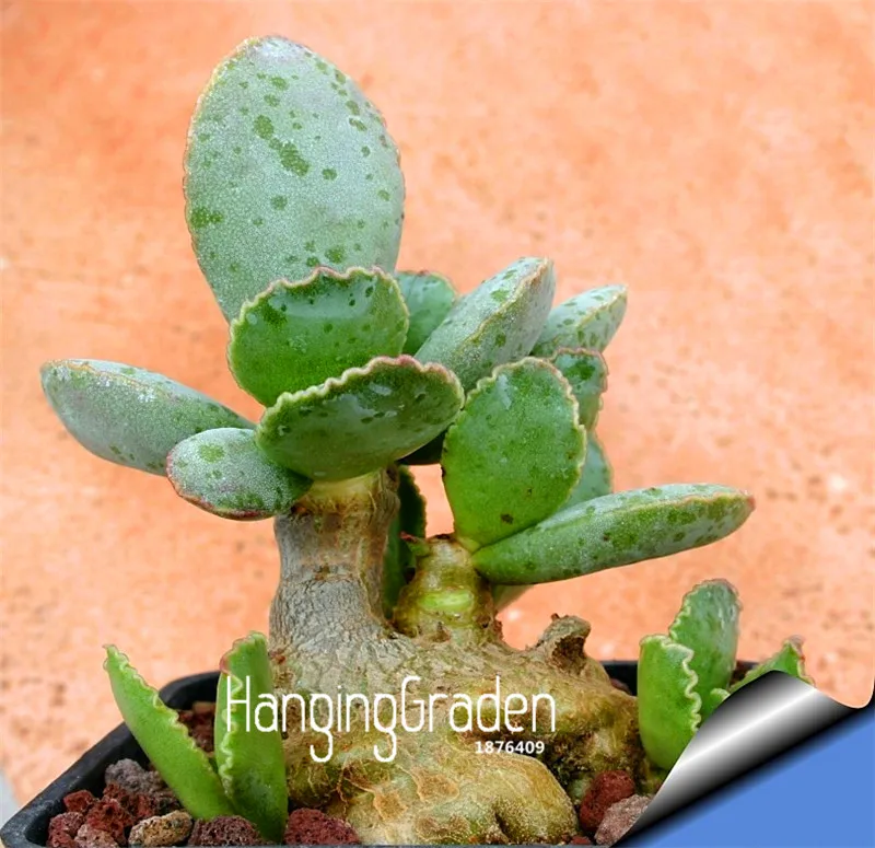 

Best-Selling!Succulents bonsai Echinopsis tubiflora, cactus garden, rare flower cactus,about 100 Pcs/Pack,#Y8DTDI