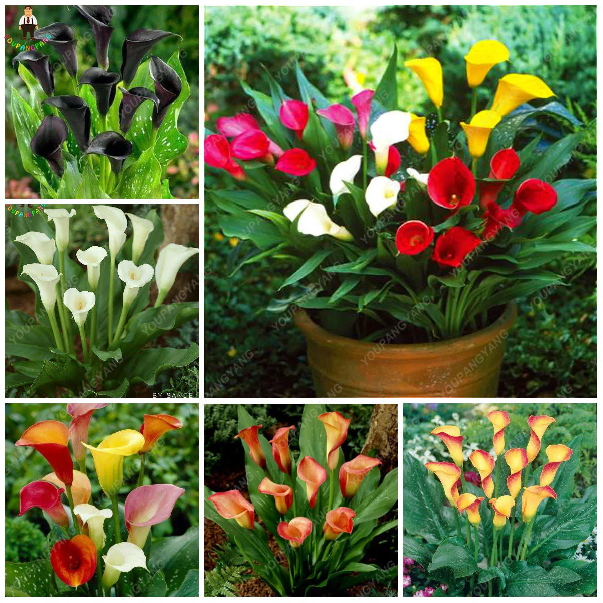 

200pcs Colorful Calla Lily Bonsai Rare Plants Flowers plant,Flowers For Home & Garden Promotions Bonsai easy to grow
