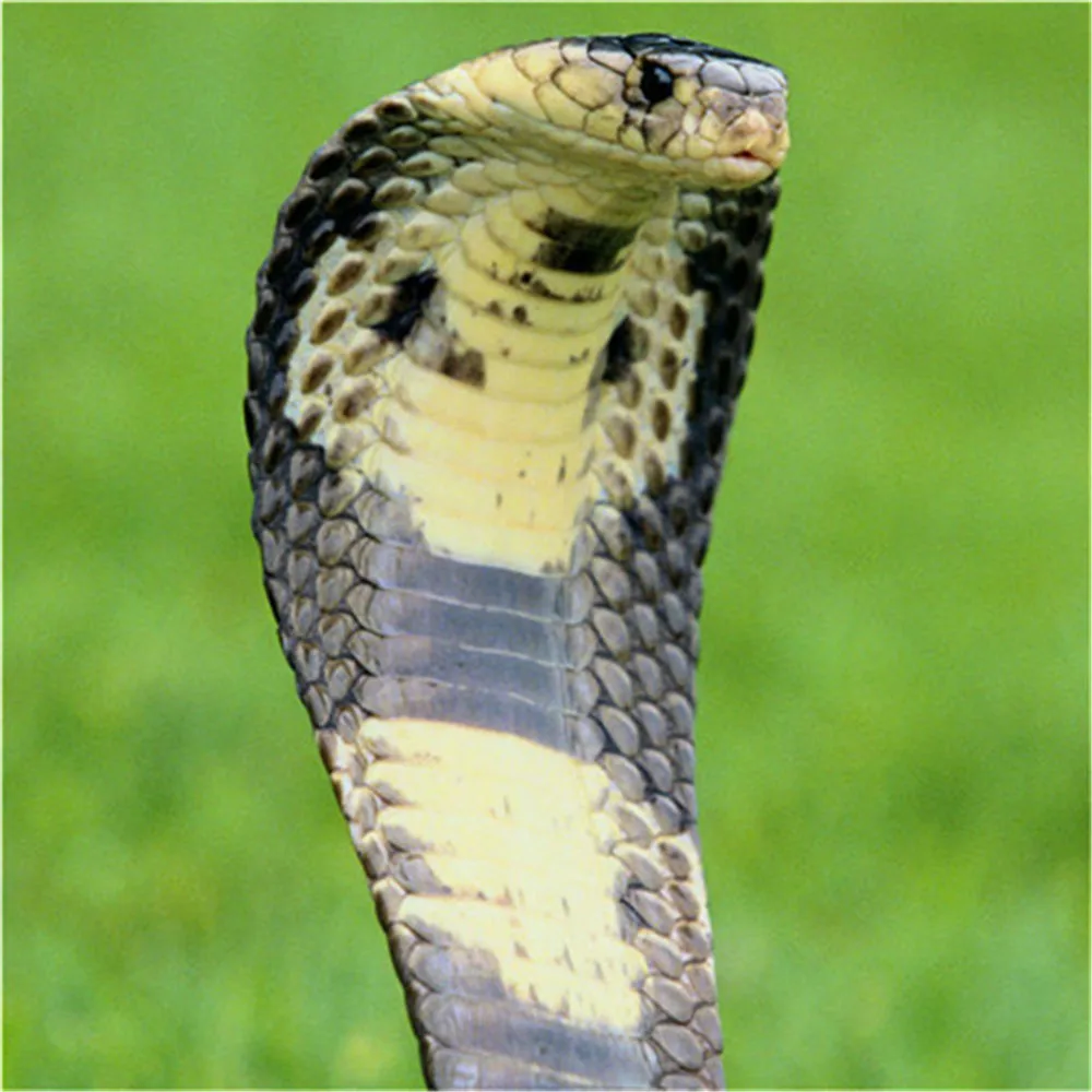 972