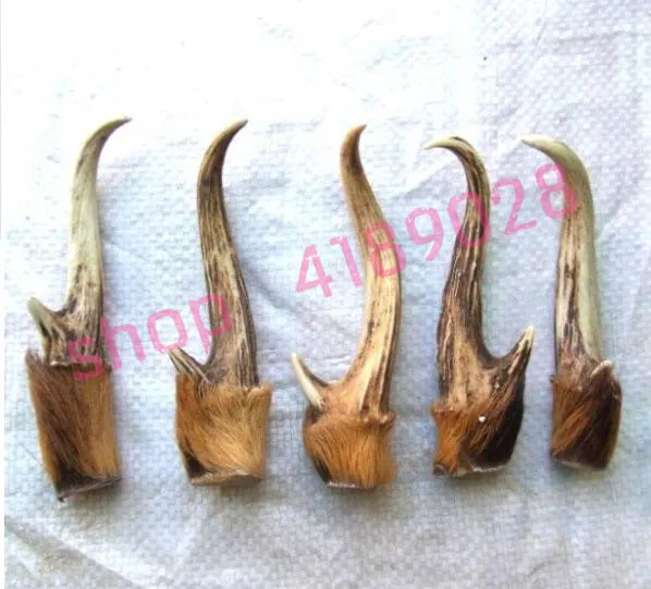

Yellow deer horn natural deer horn ornament pendant, natural material decoration, one piece