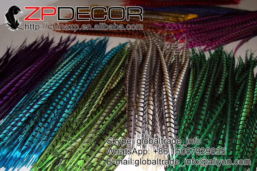 lady amherst pheasant feathers (7)