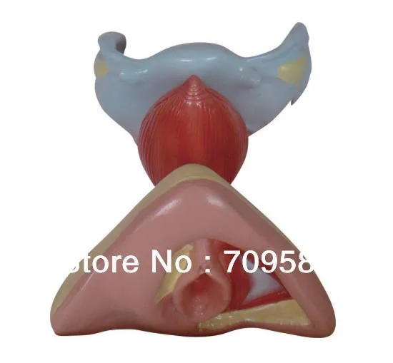 

ISO Female Internal and External Genital Organs, Anatomy Genitals model