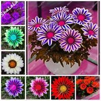 20-Garden-Greenhouse-Beautiful-Bonsai-Gazania-Seeds-Semillas-Gazania-Splendens-For-Home-Garden-Planting-Splendens-Chrysanthemum.jpg_200x200