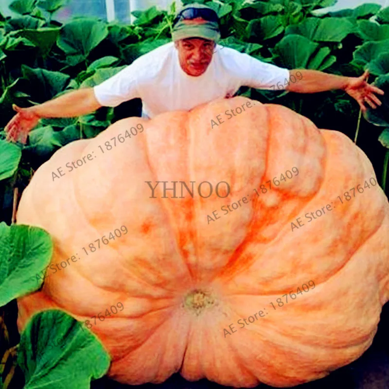 

20pcs/bag Giant Pumpkin bonsai Very Heavy Atlantic Giant Pumpkin plant Organic Vegetable flores for home and garden