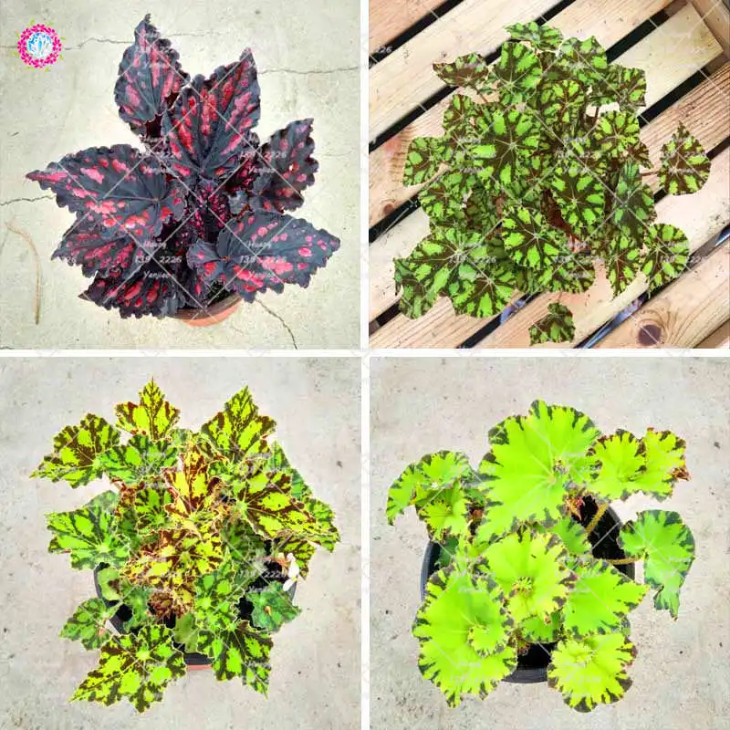 

100Pcs/Bag Begonia plant, indoor bonsai flower pots, small garden Begonia, Perilla plants for home garden decoration.