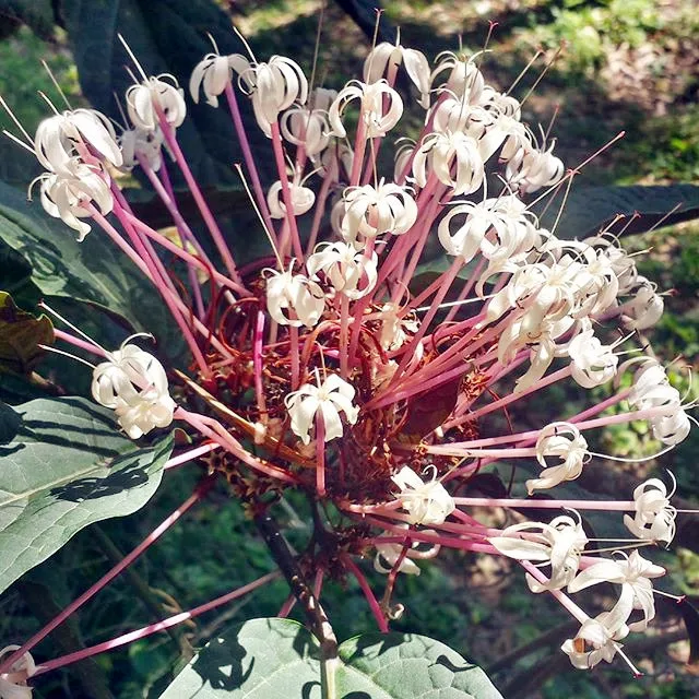 

HOT SALE 5PCS Fireworks tree Bonsai Tree Bonsai Clerodendrum quadriloculare Free Shipping Home Garden decoration