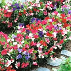 Лидер продаж 10 бонсай душистый горошек (Lathyrus Odoratus) Бонсай красивый цветок бонсай растение для домашнего сада легко выращивать
