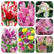 10PCS High-grade Flower Seeds Garden Tulip Seed Bonsai Seeds Balcony Pot Most Beautiful * Colorful Plants Seed Not Flower Bulbs