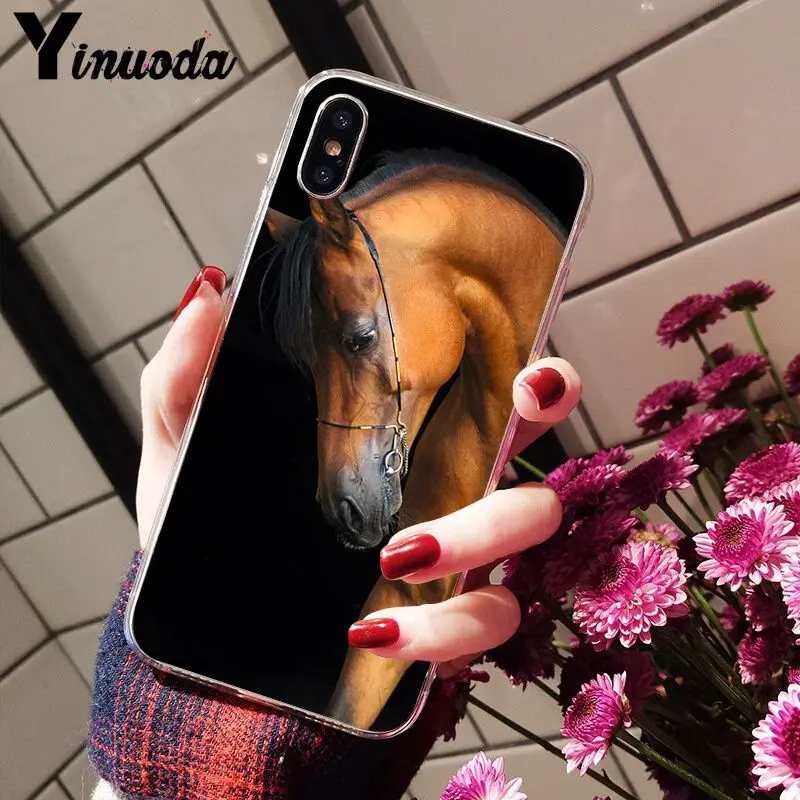 The Great beauty horse