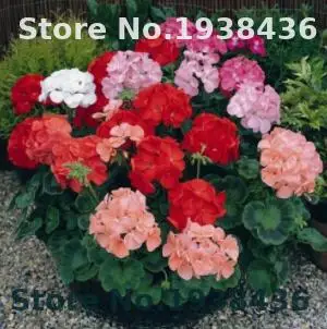 

50 Pcs/Bag Rainbow Geranium Bonsai Four Season Garden Flower Bonsai Flower Plant Indoor Plants Flowers Bonsai Flowers