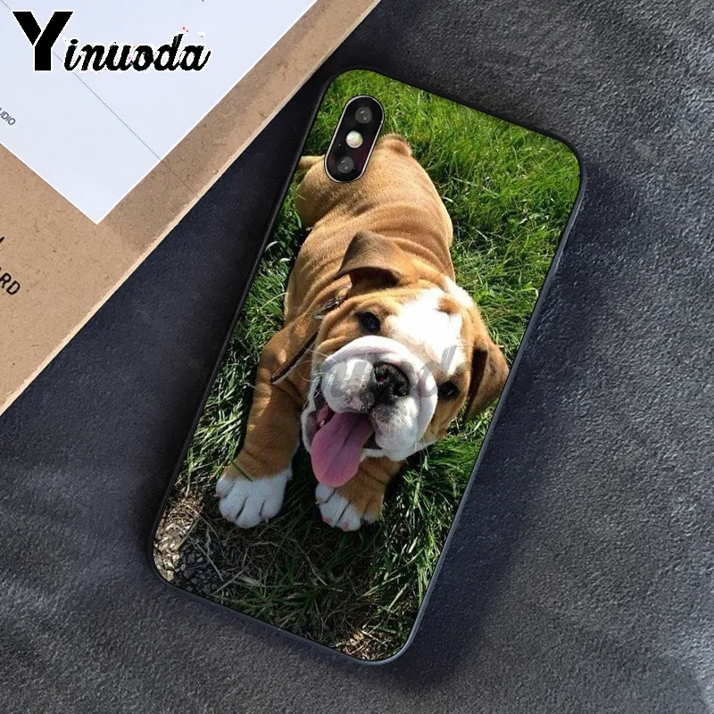 Cute dog english bulldog