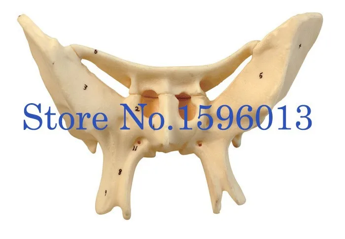 Усиленная модель Alar Bone, модель sphenoid bone