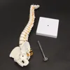 45CM Human Spine with Pelvic Model Human Anatomical Anatomy Spine Medical Model spinal column model+Stand Fexible ► Photo 3/6
