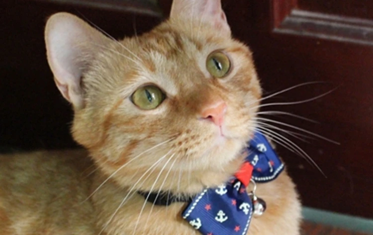 12 Cats advices in 2021 7 cats advices 2021