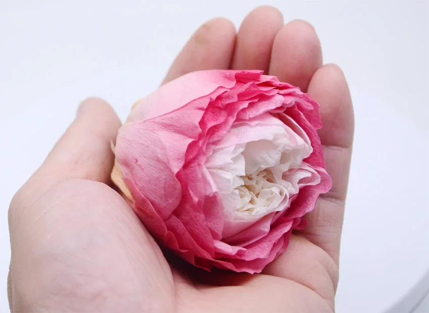 ms6p preserved austin rose flowers -20