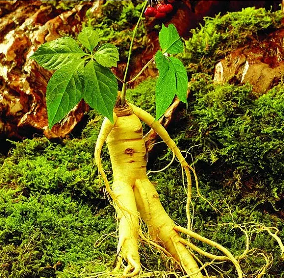 Compare Prices on Chinese Ginseng Root Online Shopping/Buy Low Price