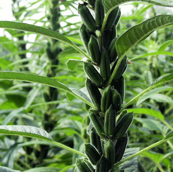 Schwarz sesam pflanzen samen, Chinesische sesam Zier obst samen 50