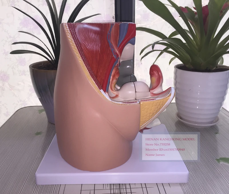 ISO Female Pelvic Median Sagittal Section Model of 3 Parts,Female Reproductive System Anatomical Model