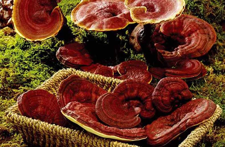 Экстракт ганодермы люцидума Reishi Shell сломанный Spore порошок улучшает жизненную силу Reishi(Lingzhi) экстракт полисахаридный порошок