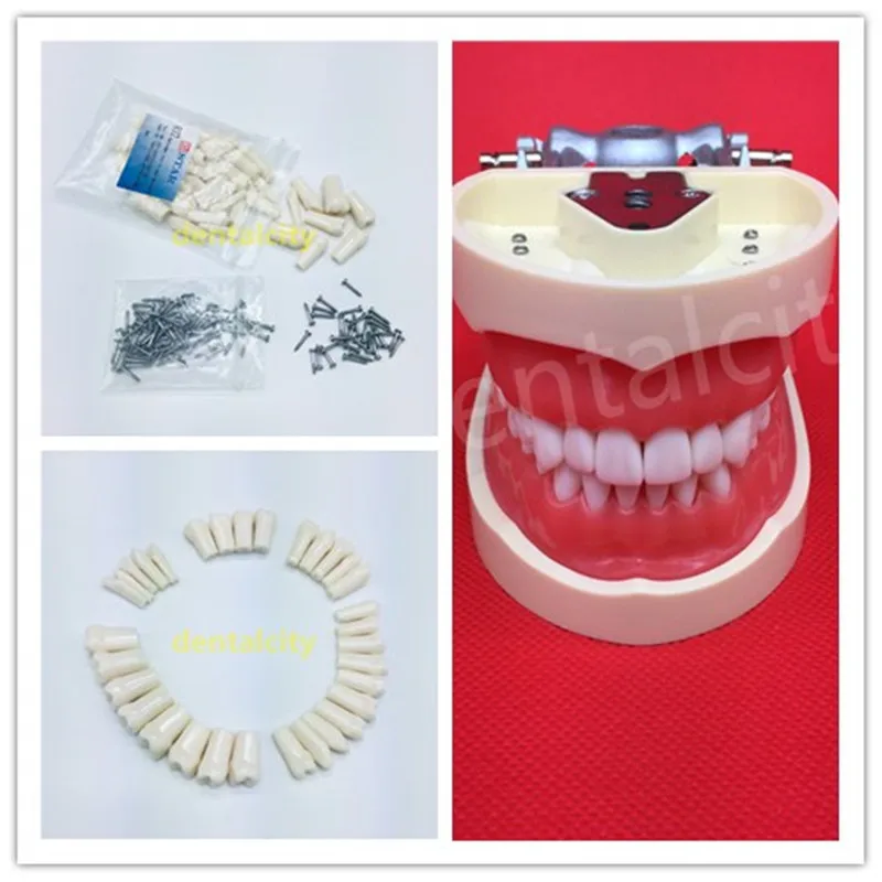 

28PCS/Bag Resin Simulation Tooth Grain Dental Model For Dentist Exam Preparation Teaching High Quality