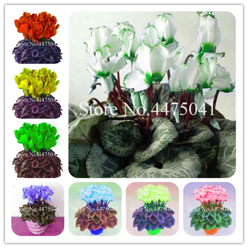 

100 Pcs Bonsai Cyclamen Flowers Plant Bonsais, Indoor Potted Balcony Cyclamen Bonsais Plant Mixed Colors For Balcony Garden Bons