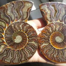 Xd j00815 1 Пара Половина Cut Jurrassic Раковины Аммонитов Ископаемых Образцов Мадагаскар