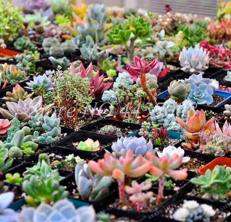 500 pcs/ bag Exotic Mini Succulent Cactus Rare Succulent Perennial Herb Plants Bonsai Pot Flower Indoor for Garden Flore Pot