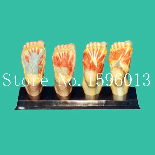 

Plantar Dissection Model, Foot Anatomy Model, Anatomical Foot Model
